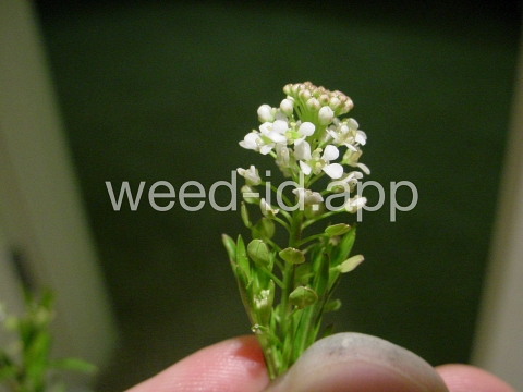 pepperweed, Virginia